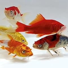 Toledo goldfish koi for sale  Delivered anywhere in USA 