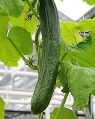 Cucumber outdoor plants for sale  Delivered anywhere in UK
