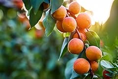 Fruit seeds planting for sale  Delivered anywhere in USA 