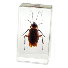 Realbug cockroach paperweight for sale  Delivered anywhere in USA 