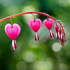 Pink bleeding heart for sale  Delivered anywhere in USA 
