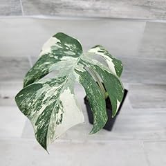 Monstera albo rare for sale  Delivered anywhere in USA 