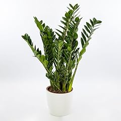Pianta vera zamioculcas usato  Spedito ovunque in Italia 