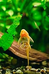 Swimming creatures albino for sale  Delivered anywhere in USA 