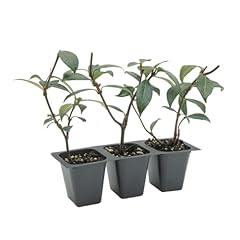 Live star jasmine for sale  Delivered anywhere in USA 