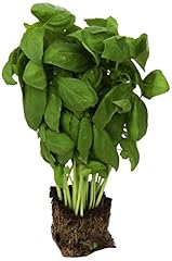 Living basil ea for sale  Delivered anywhere in USA 