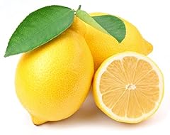 30pcs lemon tree for sale  Delivered anywhere in USA 
