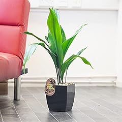 Aspidistra grande pianta usato  Spedito ovunque in Italia 