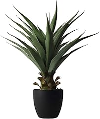 Damomo inch sansevieria for sale  Delivered anywhere in USA 