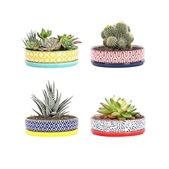 Selamica ceramic succulent for sale  Delivered anywhere in USA 