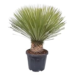 Trendyplants yucca rostrata d'occasion  Livré partout en France