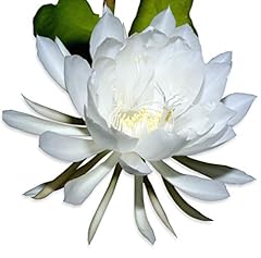 Easy grow epiphyllum for sale  Delivered anywhere in USA 