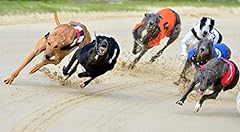 Three supremes greyhound for sale  Delivered anywhere in UK