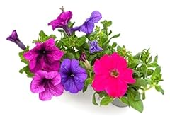 Petunia plants mix for sale  Delivered anywhere in UK