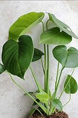 Pack monstera delicious for sale  Delivered anywhere in USA 