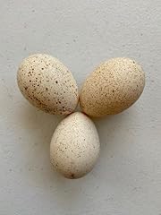 Turkey fertile hatching for sale  Delivered anywhere in USA 