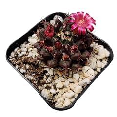 Uskc live cactus for sale  Delivered anywhere in USA 