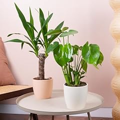 Ensemble plantes intérieur d'occasion  Livré partout en Belgiqu