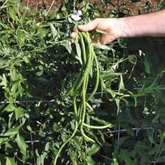 Park seed orient for sale  Delivered anywhere in USA 