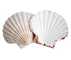 Scallop shells for sale  Delivered anywhere in UK