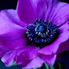 Viola anemone semi usato  Spedito ovunque in Italia 