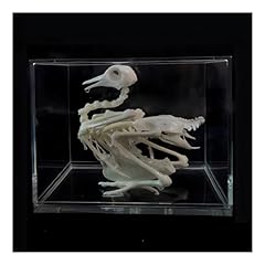 Drxrd animal skeleton for sale  Delivered anywhere in UK