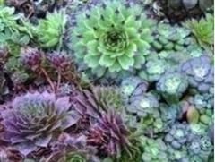 Seed flower sempervivum for sale  Delivered anywhere in Ireland