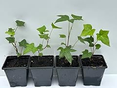 Young trailing ivy for sale  Delivered anywhere in UK