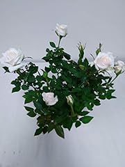 Mini white rose for sale  Delivered anywhere in USA 