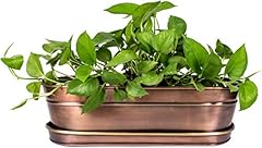 Potter herb succulent for sale  Delivered anywhere in USA 