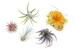 Assorted colorful air for sale  Delivered anywhere in USA 