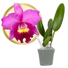 Better gro cattleya for sale  Delivered anywhere in USA 