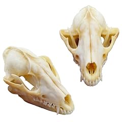 Animal skull replica for sale  Delivered anywhere in UK