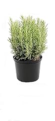 Rosemary plant pot for sale  Delivered anywhere in USA 
