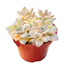 Live succulents apricot for sale  Delivered anywhere in USA 