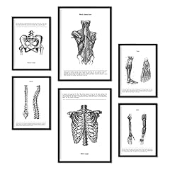 Nacnic set anatomy for sale  Delivered anywhere in Ireland