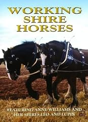 Working shire horses for sale  Delivered anywhere in Ireland