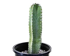 Cactus outlet senita for sale  Delivered anywhere in USA 
