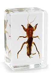 Real mole cricket for sale  Delivered anywhere in UK