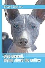 Blue basenji rising for sale  Delivered anywhere in UK