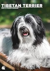 Tibetan terrier calendar for sale  Delivered anywhere in UK