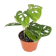 California tropicals monstera for sale  Delivered anywhere in USA 