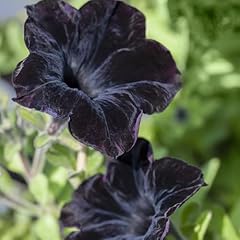 Petunie viva black gebraucht kaufen  Wird an jeden Ort in Deutschland