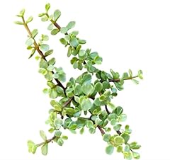 Variegated elephant bush for sale  Delivered anywhere in USA 