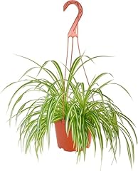Shop succulents spider for sale  Delivered anywhere in USA 