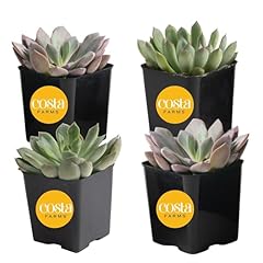Costa farms live for sale  Delivered anywhere in USA 