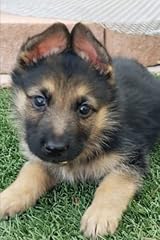 Gsd puppy composition for sale  Delivered anywhere in USA 