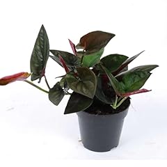 Syngonium red arrow for sale  Delivered anywhere in USA 