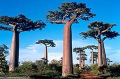 Affenbrotbaum baobab adansonia gebraucht kaufen  Wird an jeden Ort in Deutschland