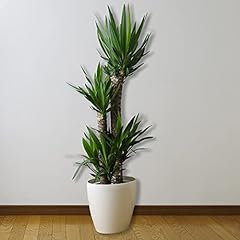 Occasions stem yucca for sale  Delivered anywhere in UK